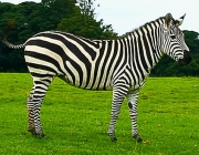 Zebra 6