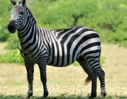 Zebra 1