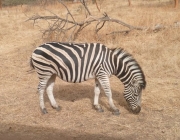 Zebra 2