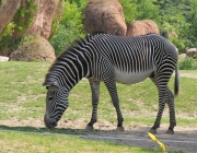 Zebra 6