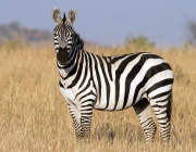 Zebra 3