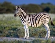 Zebra 4