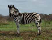 Zebra 5