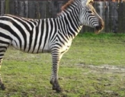 Zebra 6