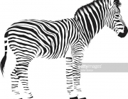 Zebra 1