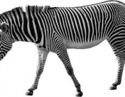 Zebra 2