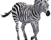 Zebra 3