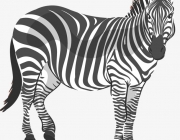 Zebra 4