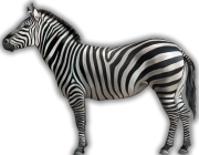Zebra 5