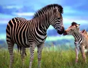 Zebra com Filhote 1