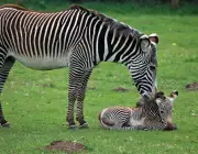 Zebra com Filhote 2