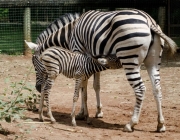 Zebra com Filhote 3