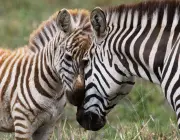 Zebra com Filhote 4