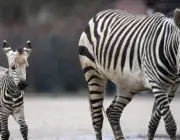 Zebra com Filhote 5