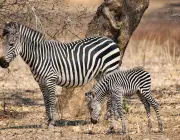 Zebra com Filhote 6
