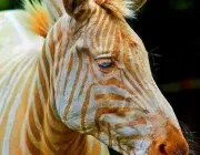 Zebra com Listrar Dourada 1