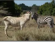 Zebra com Listrar Dourada 5