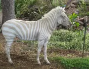 Zebra com Listrar Dourada 6