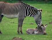 Zebra Com Seu Filhote 1