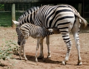 Zebra Com Seu Filhote 2