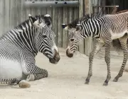 Zebra Com Seu Filhote 3