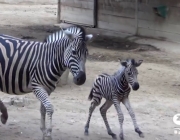 Zebra Com Seu Filhote 4