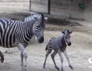 Zebra Com Seu Filhote 4