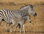 Zebra Com Seu Filhote 5
