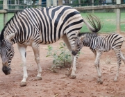 Zebra Com Seu Filhote 6