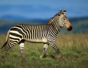 Cape Mountain Zebra, Equus zebra zebra, endangered species, Mountain Zebra National Park, South Africa