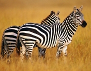 Zebra da Montanha 4