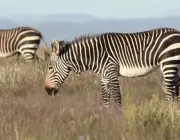 Zebra da Montanha 5
