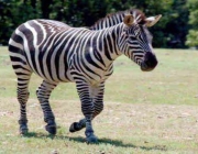 Zebra da Montanha 6