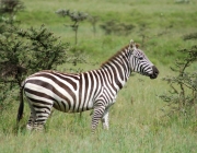 Zebra da Planície 2