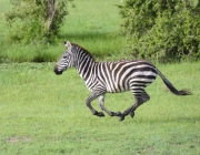 Zebra da Planície 4