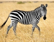 Zebra da Planície 5