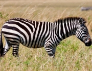 Zebra da Planície 1