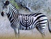 Zebra da Planície 2