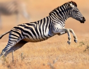 Zebra da Planície 5