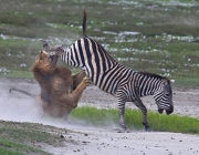 Zebra Dando Coice 1