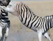 Zebra Dando Coice 5