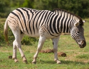Zebra De Burchell 1