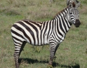 Zebra De Burchell 2