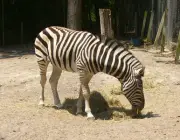 Zebra De Burchell 3