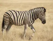 Zebra De Burchell 5