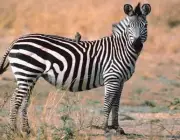 Zebra De Burchell 6