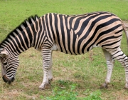 Zebra de Chapman 1