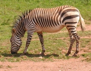 Zebra de Chapman 2