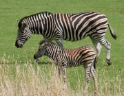Zebra de Chapman 3