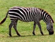 Zebra de Chapman 6